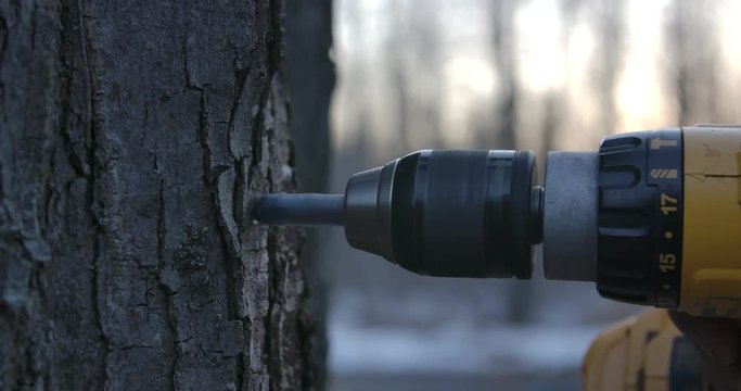 Tapping a Maple Tree in Ontario Canada