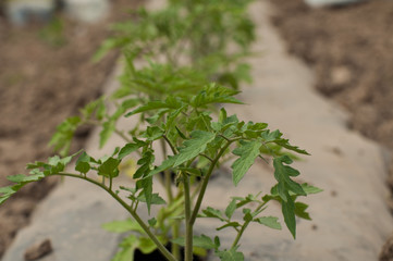 Young seedlings of tomatoes in the garden