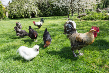 Gros coq et jolies poules pondeuse