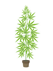 Hemp potted plant. Marijuana or cannabis sativa green tree. Isolated vector illustration on white background. Weed Growing in a pot at home.