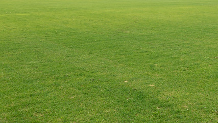 The equal green well-groomed lawn is accurately cut