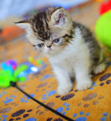 cutte persian baby kitten playing