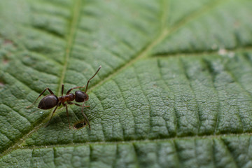 Ant on leaf macro