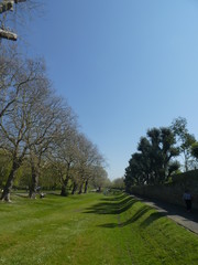 avenue of trees in park