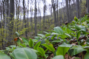 Ramson, Wild garlic in forest. Spring medicinal plant Allium ursinum also known as wild garlic, bear leek or bear's garlic