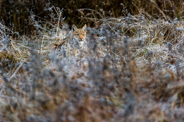 Eurasian lynx (Lynx lynx) in winter nature, Slovakia