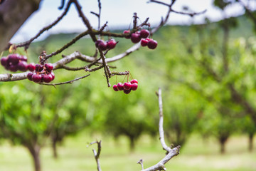 Organic red ripe cherries on a tree branch. Selective focus