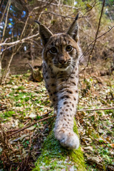 Young Eurasian lynx (Lynx lynx) walking in carpathian forrest, Slovakia