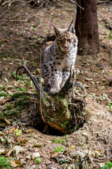 Young Eurasian lynx (Lynx lynx) walking in carpathian forrest, Slovakia