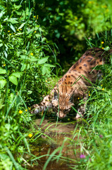 Eurasian lynx (Lynx lynx) drinking water from plash in carpathian forrest, Slovakia