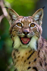 Portrait of eurasian lynx (lynx lynx)