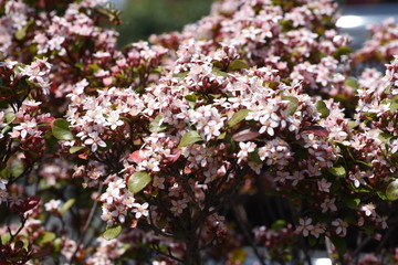 Raphiolepis umbellata (Yeddo hawthorn)