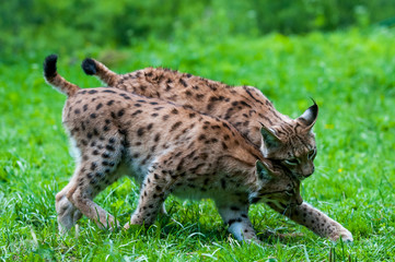 Euarasian Lynx (Lynx lynx) siblings in nature of National Park Velka Fatra, Slovakia