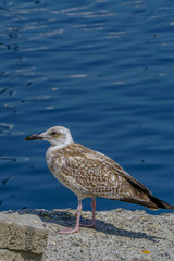 Seagull by the sea close up portrait image