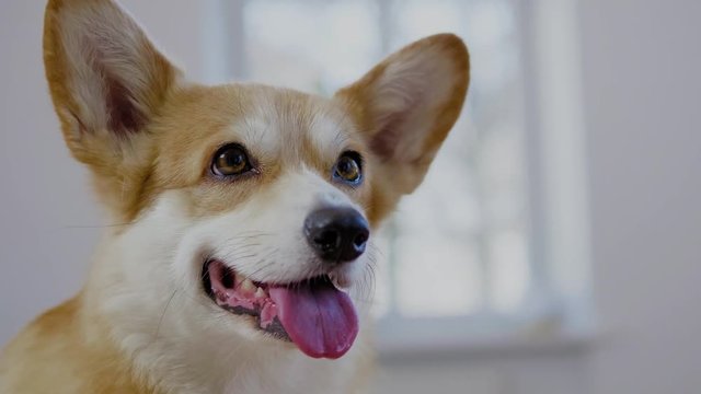 Cute corgi dog close-up