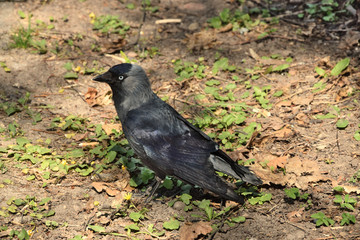 Western jackdaw (Corvus monedula)