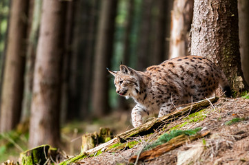 Young Eurasian lynx (Lynx lynx) walking in carpathian forrest, Slovakia © Tomas Hulik