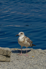 Seagull by the sea close up portrait image