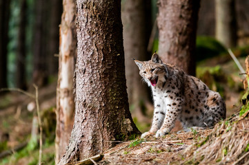 Naklejka na ściany i meble Resting eurasian lynx (Lynx lynx) in carpathian forrest, Slovakia