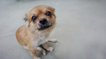 Portrait of chihuahua dog 