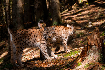 Naklejka na ściany i meble Euarasian Lynx (Lynx lynx) siblings in nature of National Park Velka Fatra, Slovakia
