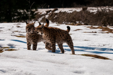Euarasian Lynx (Lynx lynx) siblings in nature of National Park Velka Fatra, Slovakia