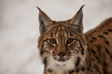 Portrait of Eurasian Lyn (lyn lynx) in Carpathian forrest, Slovakia © Tomas Hulik