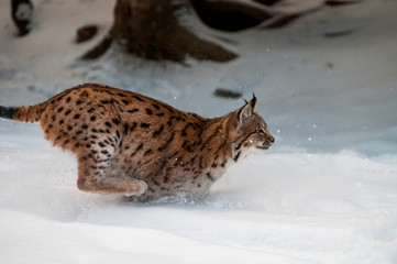 Obraz premium Hunting eurasian Lynx (Lynx lynx) in carphatian forrest, Slovakia