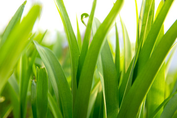Fototapeta na wymiar Fresh green grass with lit by the sun, closeup