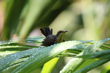 bird on branch