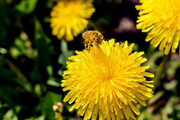 Biene auf einem Löwenzahn beim Pollen sammeln