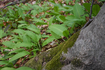 Ramson, Wild garlic in forest. Spring medicinal plant Allium ursinum also known as wild garlic,...