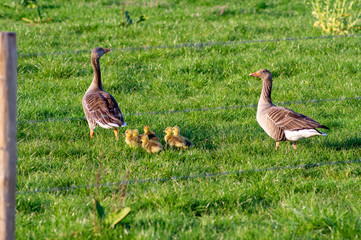 Pair geese parents with chicks walking in grass with fence in the foreground