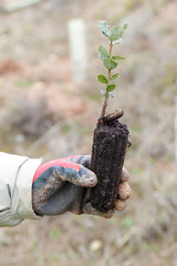 One man hand showing a small Ilex aquifolium to plant