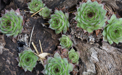 Succulents 