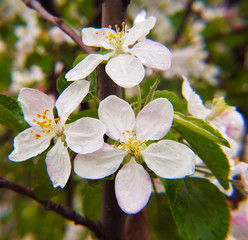 Blooming flowers, after the rain.