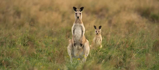 Muurstickers Kangoeroes op het platteland © Rob D