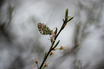 Orangetip Butterfly in Springtime