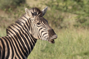 Steppenzebra / Burchell's zebra / Equus burchellii