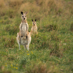 Kangaroos in the countryside