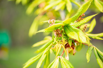 Green Chestnut tree leaves in sunlight Spring blurry background with fresh green leaves of horse chestnut