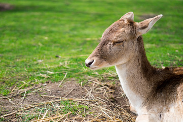 close up head young deer, against green background. Space for text