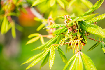 Green Chestnut tree leaves in sunlight Spring blurry background with fresh green leaves of horse chestnut