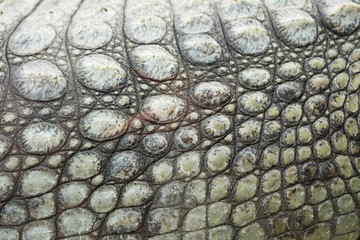 close up skin of crocodile with scales. For texture or background