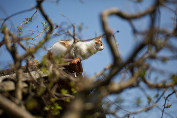 Cat on the roof