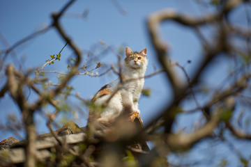 Cat on the roof
