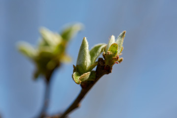 Pear flowers on branch