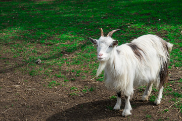 mail goat brown, white, on grass field. Space for text