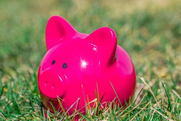 Pink piggy bank on the grass