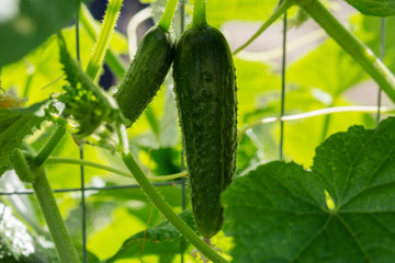 Cucumbers in the garden